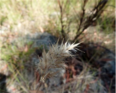 APII jpeg image of Rytidosperma monticola  © contact APII