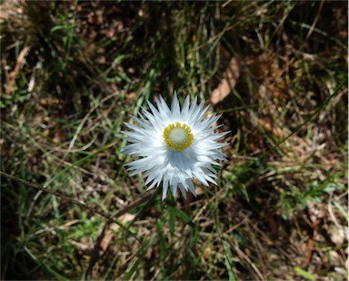 APII jpeg image of Helichrysum leucopsideum  © contact APII