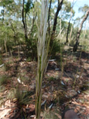 APII jpeg image of Austrostipa mollis  © contact APII