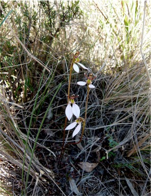 APII jpeg image of Eriochilus cucullatus  © contact APII