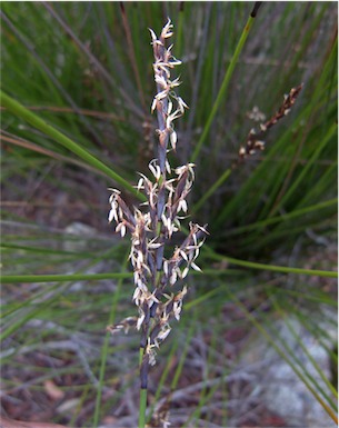 APII jpeg image of Lepidosperma filiforme  © contact APII