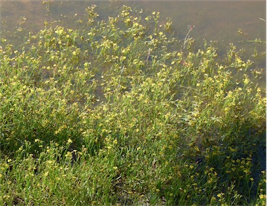 APII jpeg image of Goodenia paniculata  © contact APII