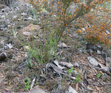 APII jpeg image of Galium gaudichaudii  © contact APII