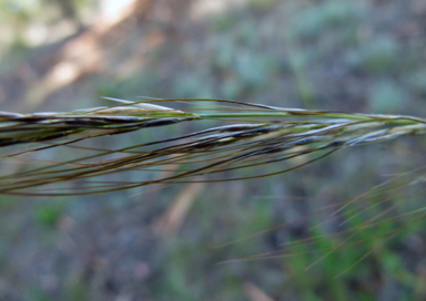 APII jpeg image of Austrostipa scabra subsp. falcata  © contact APII