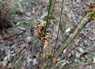 APII jpeg image of Juncus subsecundus  © contact APII