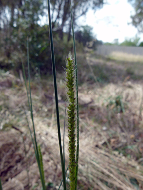 APII jpeg image of Setaria parviflora  © contact APII