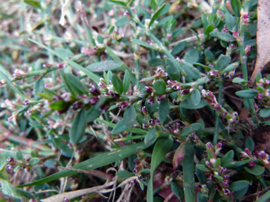 APII jpeg image of Polygonum arenastrum  © contact APII