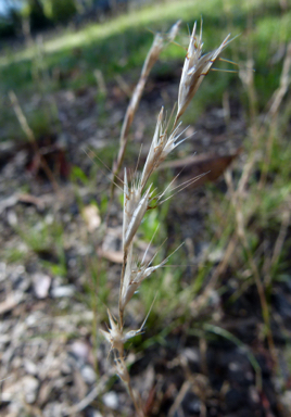 APII jpeg image of Rytidosperma racemosum var. racemosum  © contact APII