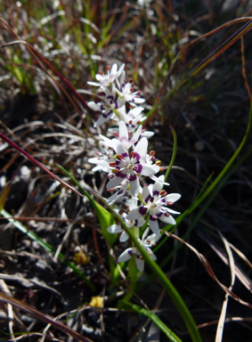 APII jpeg image of Wurmbea dioica subsp. dioica  © contact APII