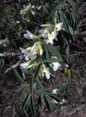 APII jpeg image of Chamaecytisus palmensis  © contact APII