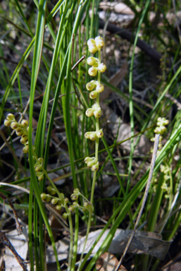 APII jpeg image of Lomandra filiformis subsp. filiformis  © contact APII