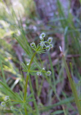 APII jpeg image of Galium aparine  © contact APII