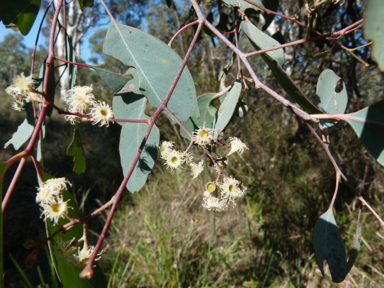 APII jpeg image of Eucalyptus polyanthemos subsp. polyanthemos  © contact APII