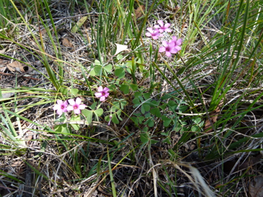 APII jpeg image of Oxalis articulata  © contact APII