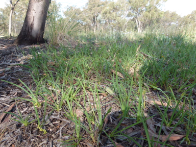 APII jpeg image of Lomandra filiformis subsp. coriacea  © contact APII