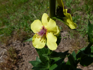 APII jpeg image of Verbascum virgatum  © contact APII