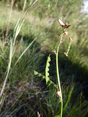 APII jpeg image of Desmodium varians  © contact APII