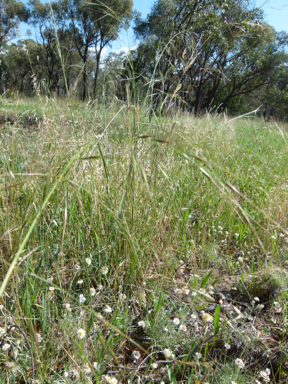 APII jpeg image of Austrostipa bigeniculata  © contact APII