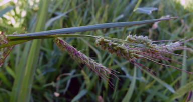 APII jpeg image of Echinochloa crus-galli  © contact APII