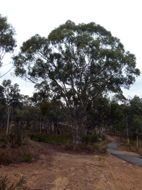 APII jpeg image of Eucalyptus rossii  © contact APII