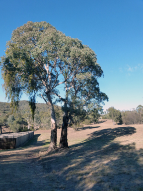 APII jpeg image of Eucalyptus melliodora  © contact APII