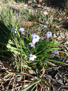 APII jpeg image of Ipheion uniflorum  © contact APII