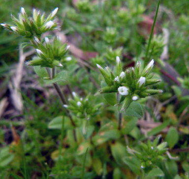 APII jpeg image of Cerastium glomeratum  © contact APII