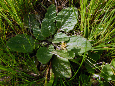 APII jpeg image of Cymbonotus lawsonianus  © contact APII