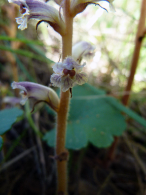 APII jpeg image of Orobanche minor  © contact APII