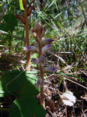 APII jpeg image of Orobanche minor  © contact APII