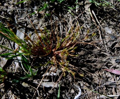 APII jpeg image of Juncus bufonius  © contact APII