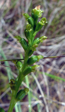 APII jpeg image of Microtis parviflora  © contact APII