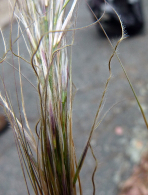 APII jpeg image of Austrostipa mollis  © contact APII