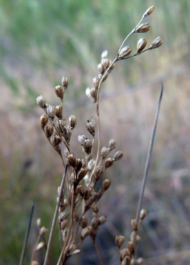 APII jpeg image of Juncus subsecundus  © contact APII