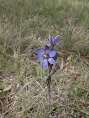 APII jpeg image of Thelymitra simulata  © contact APII