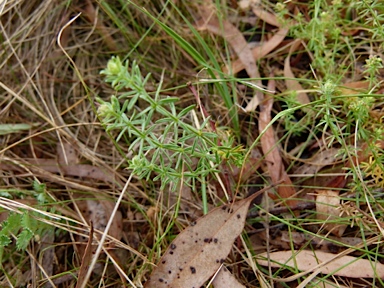 APII jpeg image of Asperula conferta  © contact APII