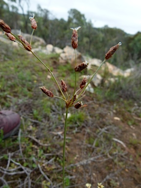 APII jpeg image of Fimbristylis dichotoma  © contact APII