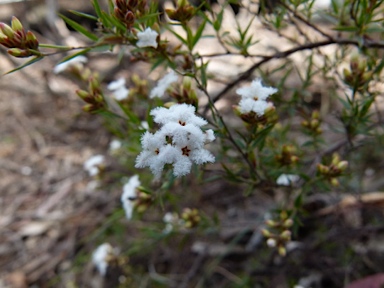 APII jpeg image of Leucopogon virgatus  © contact APII