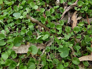 APII jpeg image of Dichondra repens  © contact APII