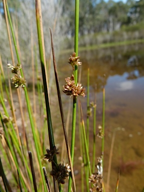 APII jpeg image of Juncus gregiflorus  © contact APII