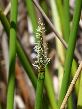 APII jpeg image of Eleocharis sphacelata  © contact APII