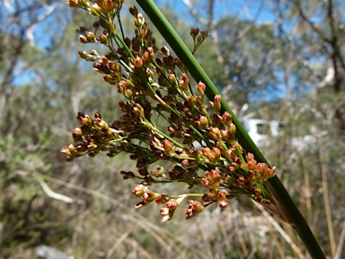 APII jpeg image of Juncus laeviusculus subsp. illawarrensis  © contact APII