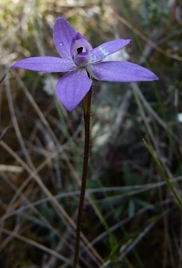 APII jpeg image of Glossodia minor  © contact APII