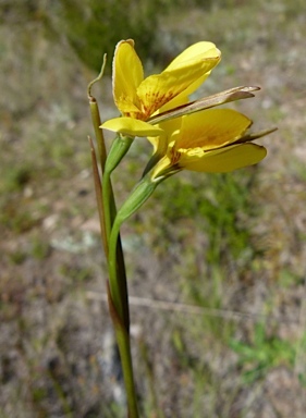 APII jpeg image of Diuris behrii subsp. behrii  © contact APII