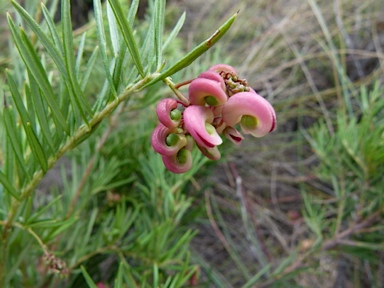 APII jpeg image of Grevillea  © contact APII