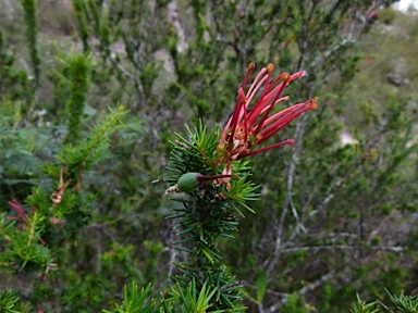 APII jpeg image of Grevillea juniperina  © contact APII