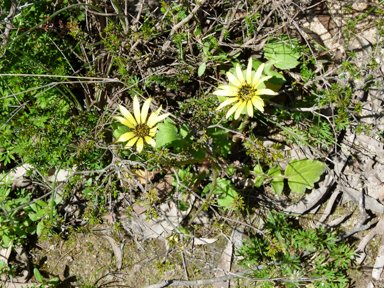 APII jpeg image of Arctotheca calendula  © contact APII