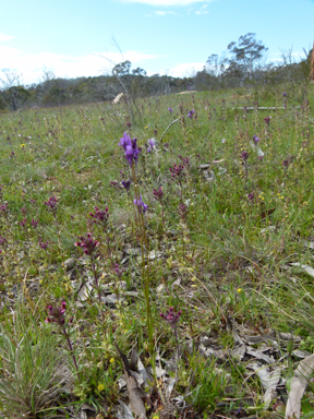 APII jpeg image of Linaria pelisseriana  © contact APII