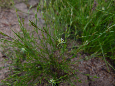 APII jpeg image of Juncus bufonius  © contact APII