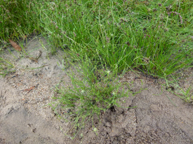 APII jpeg image of Juncus bufonius  © contact APII